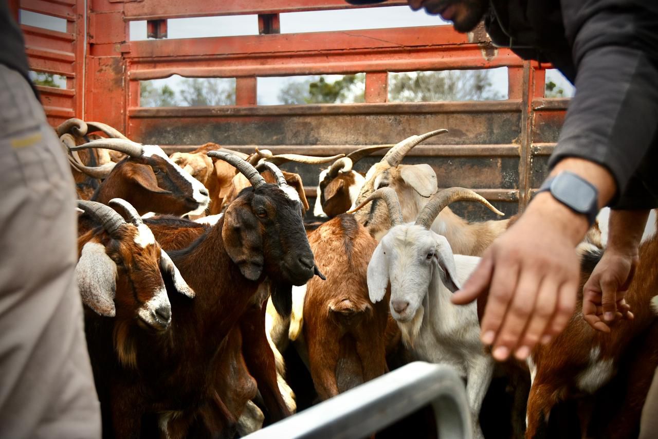 *PROGANO: EL IMPULSO QUE DEVUELVE OPORTUNIDADES A LOS PRODUCTORES DE EL IMPENETRABLE*